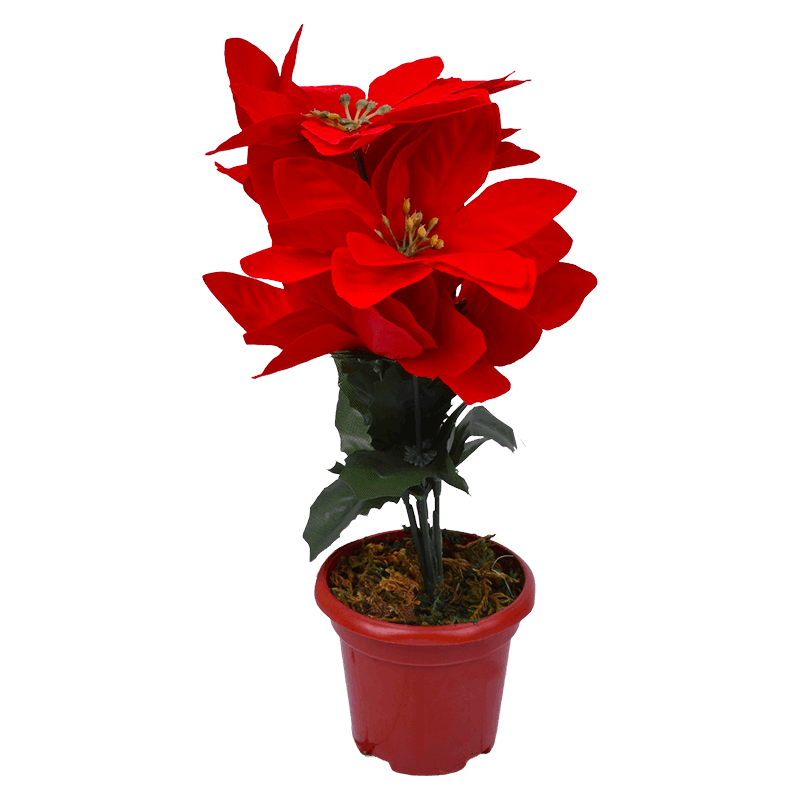 Flor Natal Vaso 5 Flores